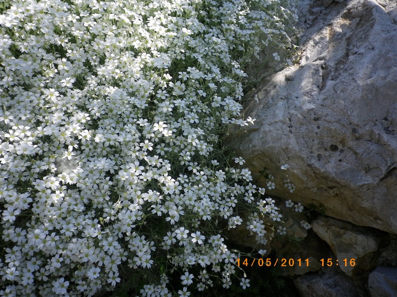 Grazioso sconosciuto - Saxifraga rotundifolia